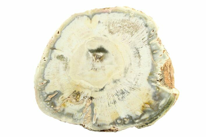 Polished Petrified Wood (Araucaria) Round - Madagascar #304912